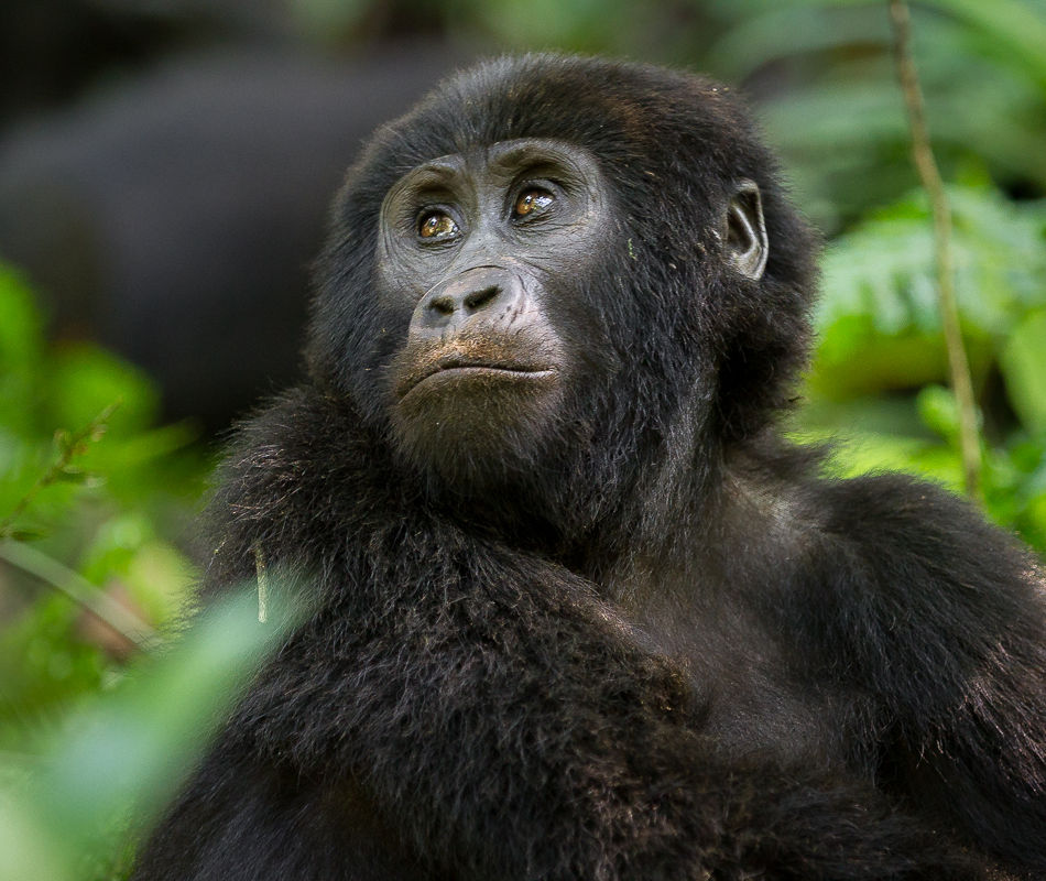 Individualreise Uganda, Erlebnisreise Uganda, Gorilla Trecking Uganda