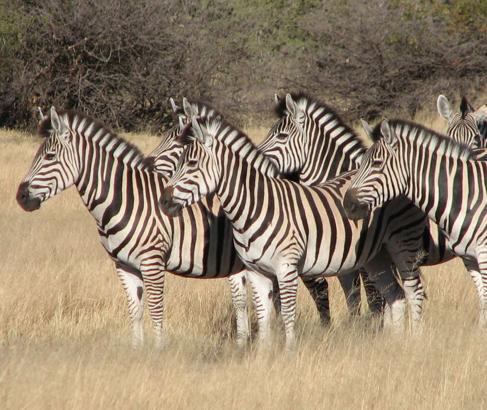 Luxusurlaub in Botswana - Luxuslodge &Beyond Sandibe Okavango Safari