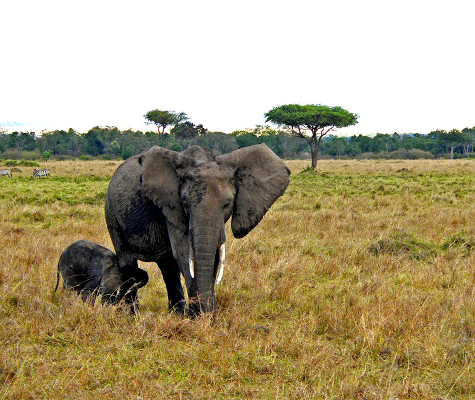 Individualreise Kenia, Erlebnisreise Kenia, Luxuscamps & Lodges in Kenia