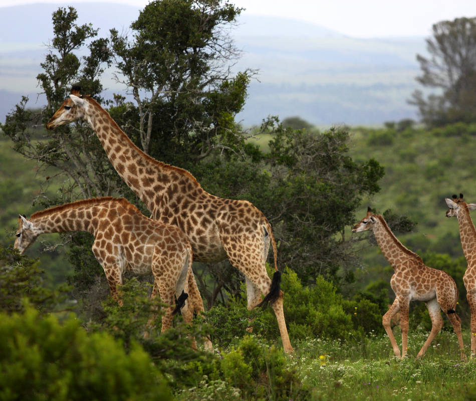 Kariega Game Reserve - Settler´s Drift Südafrika, Lodge Südafrika, Safari Südafrika, Luxusreise Südafrika