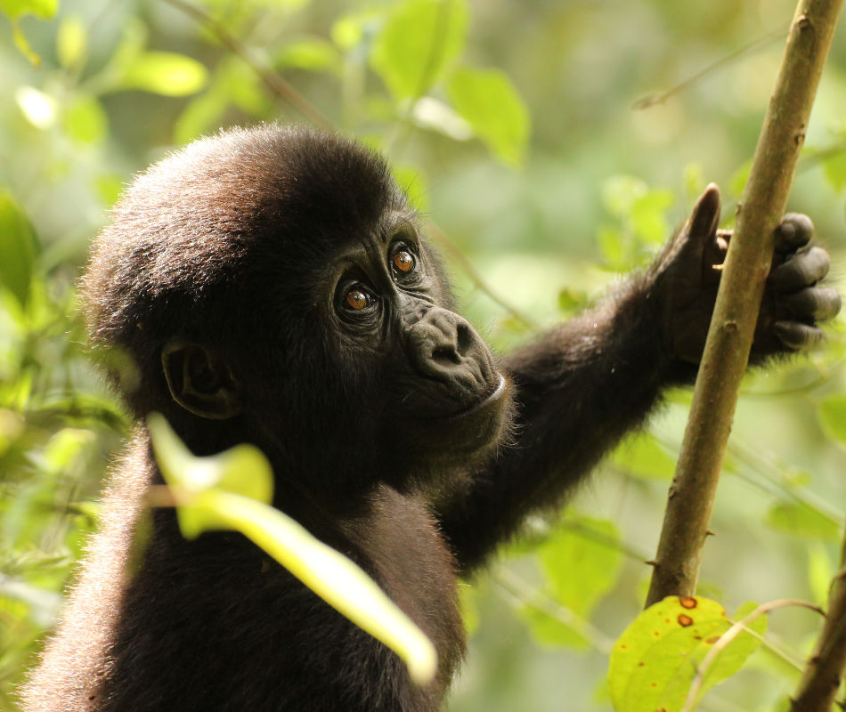 Clouds Mountain Gorilla Lodge Bwindi Nationalpark Uganda, Gorilla Trecking Uganda, Lodge Uganda