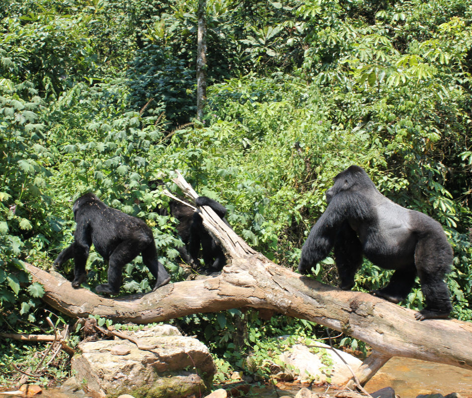 Clouds Mountain Gorilla Lodge Bwindi Nationalpark Uganda, Gorilla Trecking Uganda, Lodge Uganda