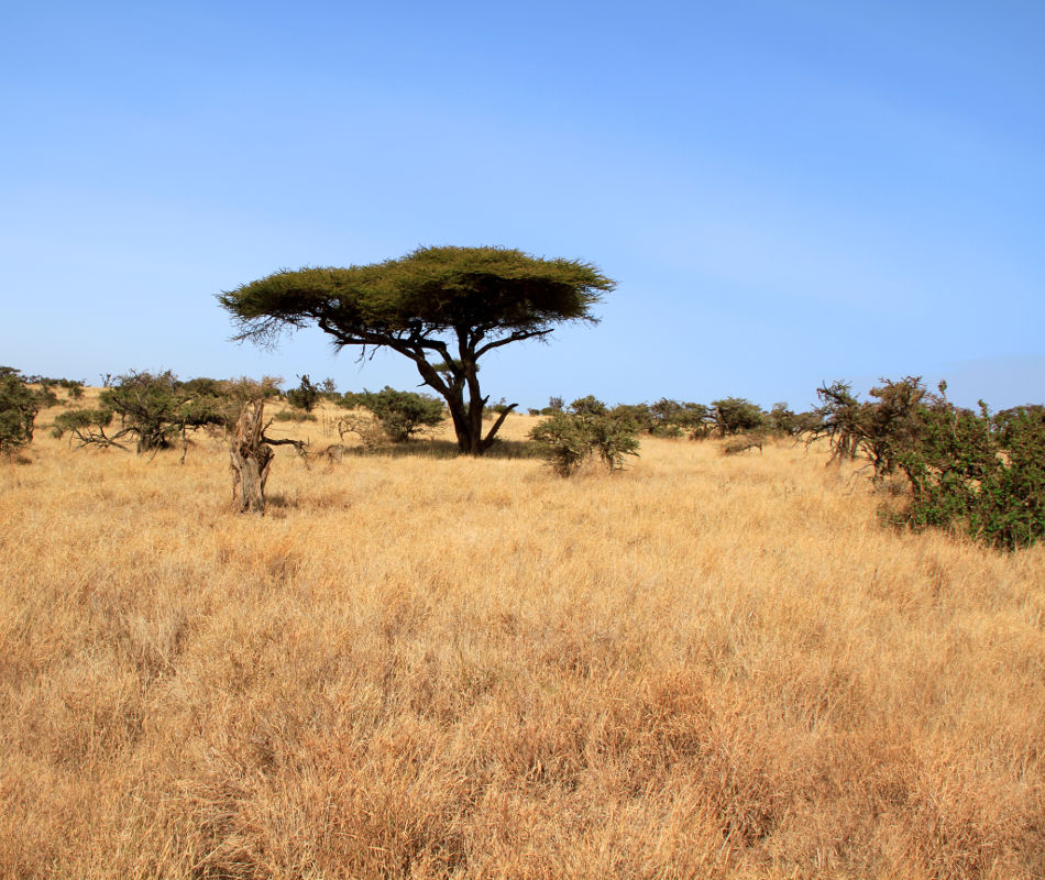 Individualreise Kenia, Erlebnisreise Kenia, Luxuscamps & Lodges in Kenia