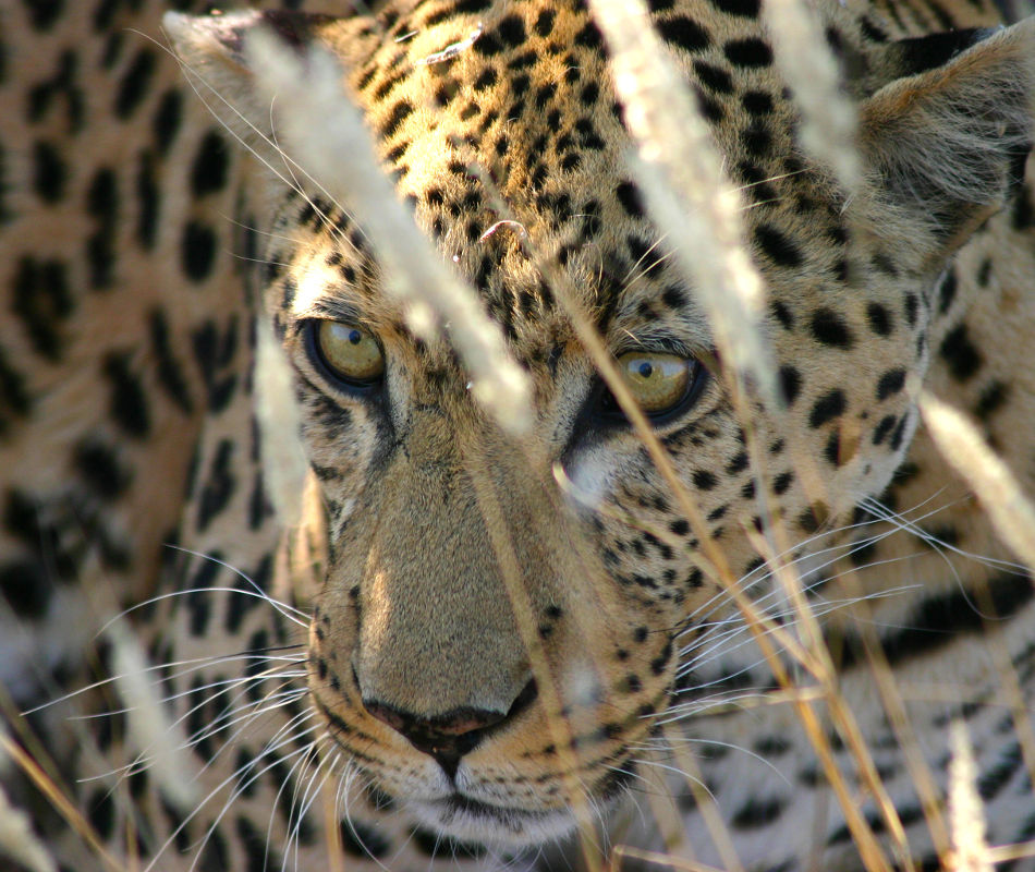 Erlebnisreise Namibia, Selbstfahrerreise Namibia, Mit dem Mietwagen durch Namibia, Luxusreise Namibia, Individualreise Namibia