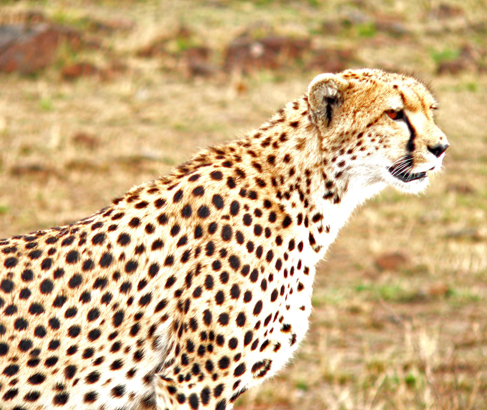 Individualreise Kenia, Erlebnisreise Kenia, Luxuscamps & Lodges in Kenia