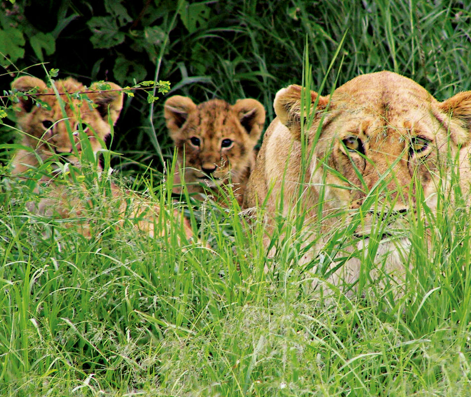 Individualreise Kenia, Erlebnisreise Kenia, Luxuscamps & Lodges in Kenia