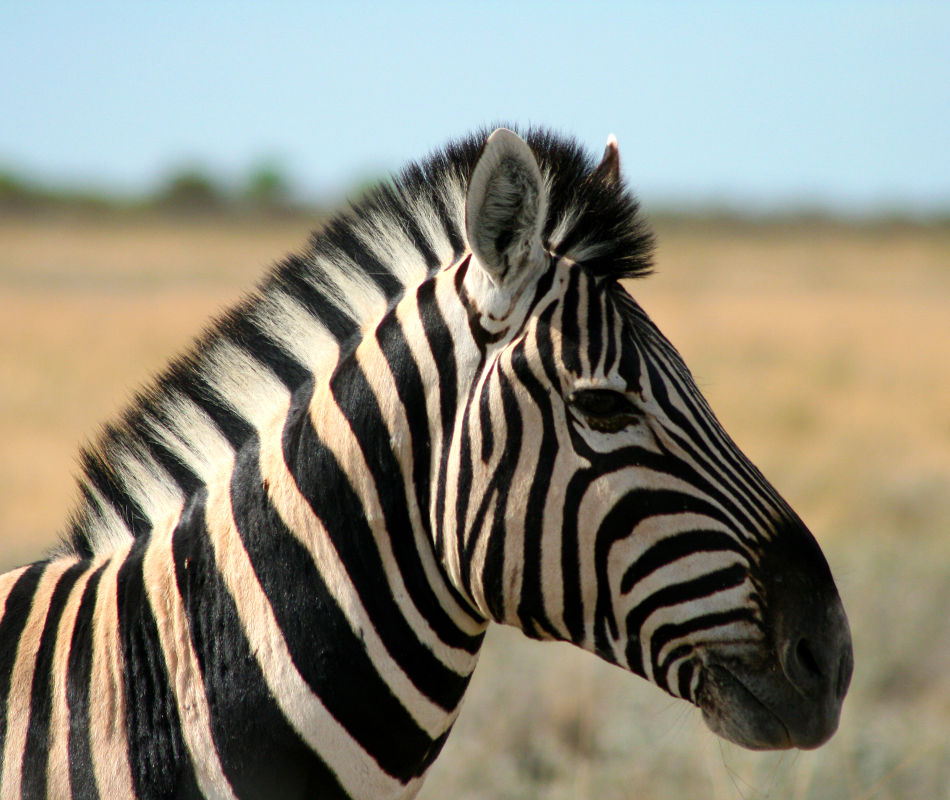 Erlebnisreise Namibia, Selbstfahrerreise Namibia, Mit dem Mietwagen durch Namibia, Luxusreise Namibia, Individualreise Namibia