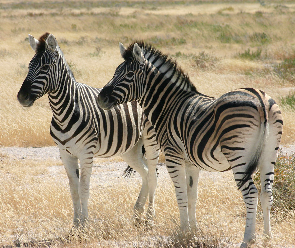 Erlebnisreise Namibia, Selbstfahrerreise Namibia, Mit dem Mietwagen durch Namibia, Luxusreise Namibia, Individualreise Namibia