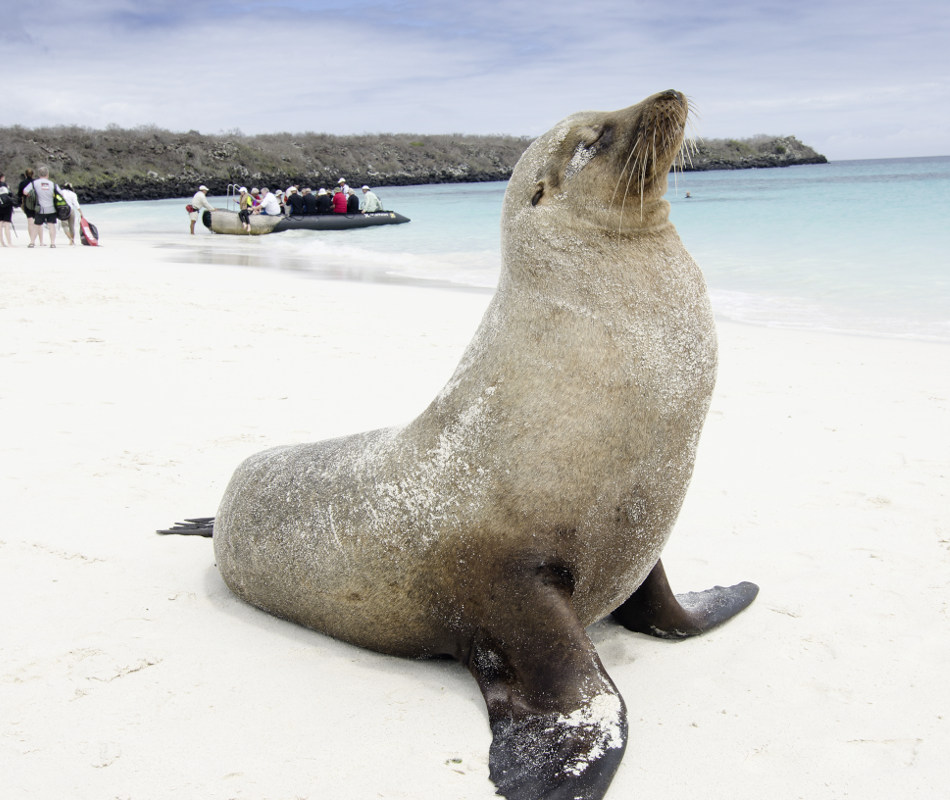 Expeditionskreuzfahrt Celebrity Xpedition, Kreuzfahrt Galapagos Inseln, Kreuzfahrt Celebrity Cruises