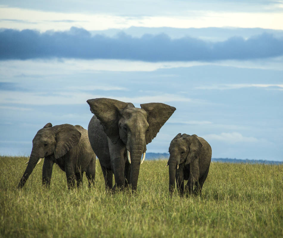 Mara Plains Camp Kenia, Lodge Maasai Mara Kenia, Great Plains Conservation, National Geographic Kenia