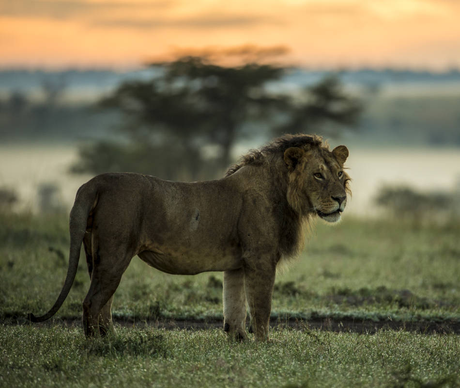 Mara Plains Camp Kenia, Lodge Maasai Mara Kenia, Great Plains Conservation, National Geographic Kenia