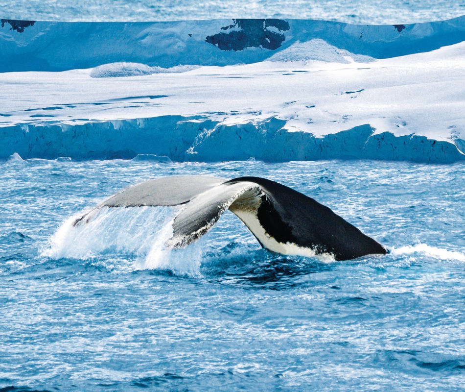 HANSEATIC nature, HANSEATIC inspiration, Expeditionsschiff Hapag Lloyd Cruises, Kreuzfahrt Arktis Antarktis