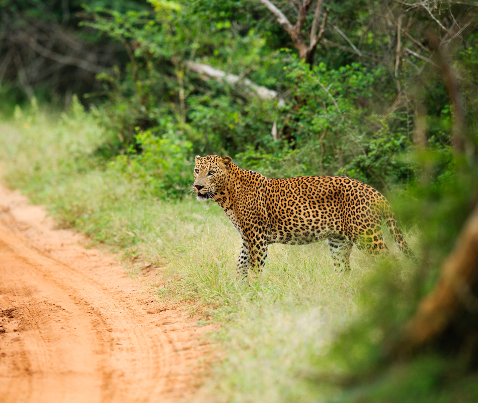 Luxusreise Sri Lanka, Natur Sri Lanka, Erlebnisreise Sri Lanka