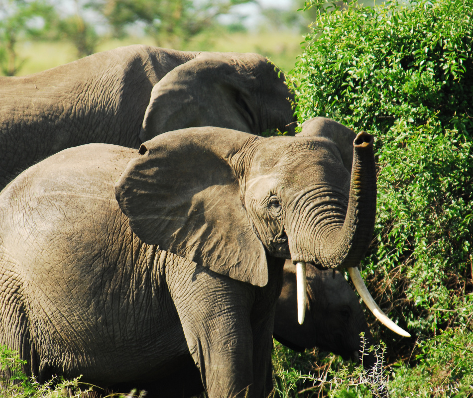 Luxusreise Uganda, Erlebnisreise Uganda