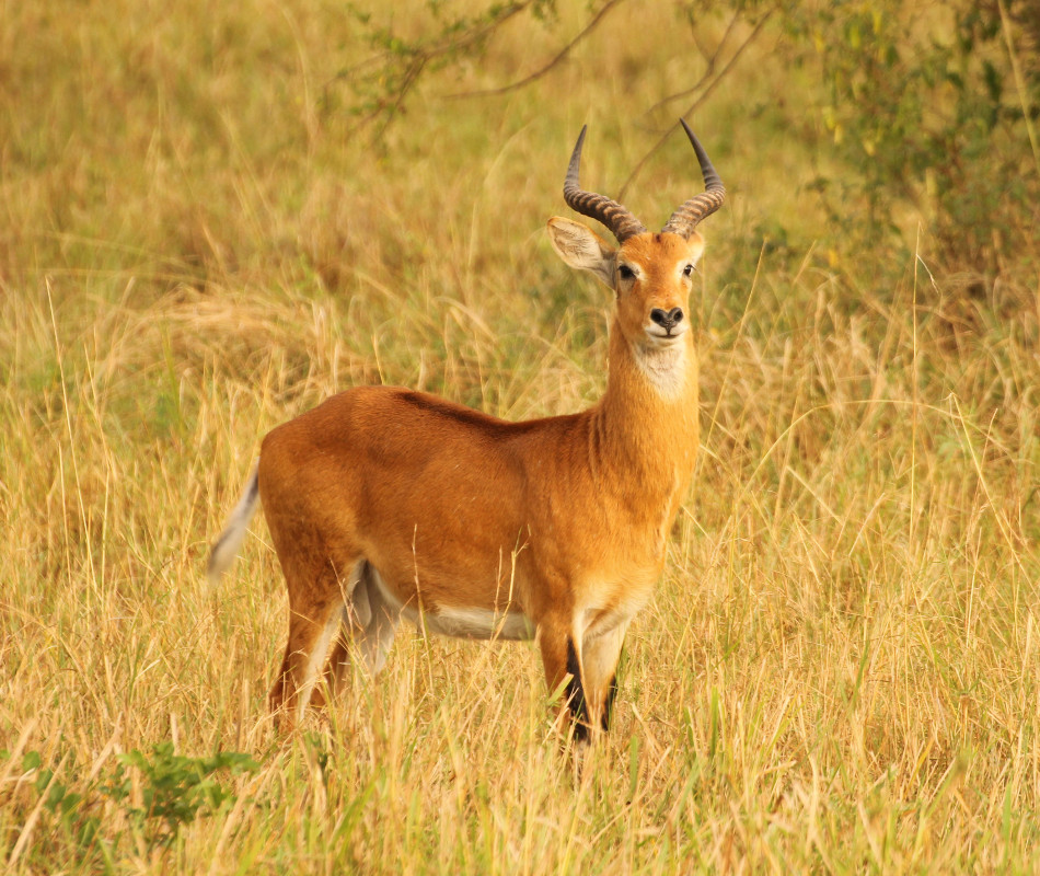 Luxusreise Uganda. Erlebnisreise Uganda