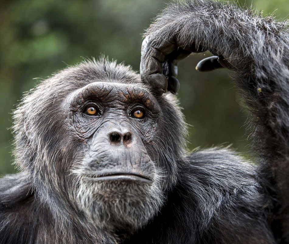 Ruanda Rundreise, Gorilla Trekking Ruanda, Reiseziel Ruanda