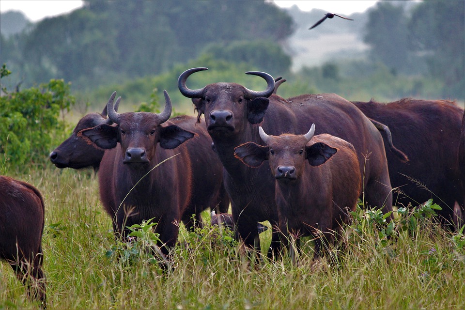 Luxusreise Uganda, Erlebnisreise Uganda