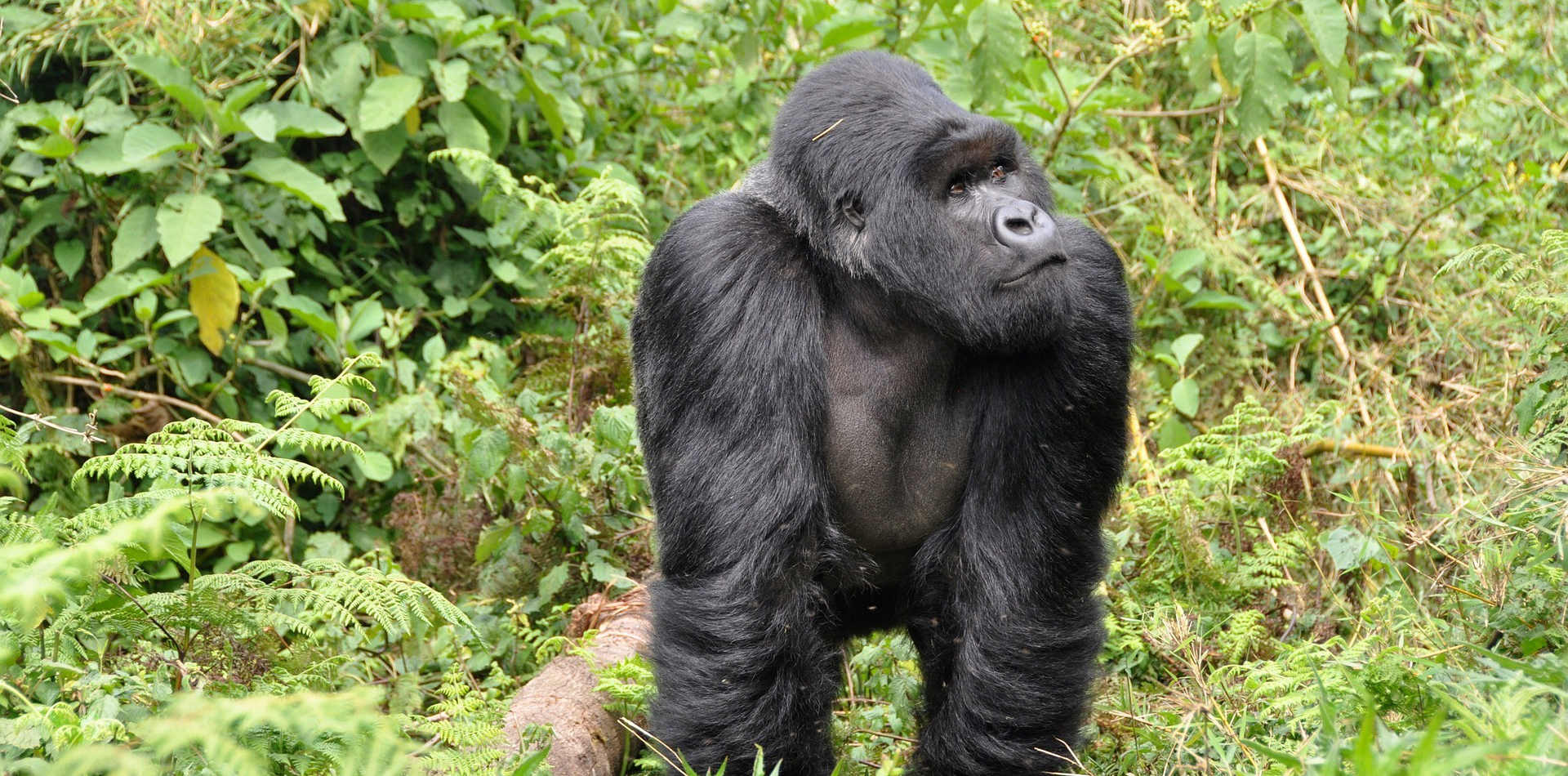 Luxusreise nach Ruanda, Luxuslodge Ruanda, Gorilla Trekking Ruanda