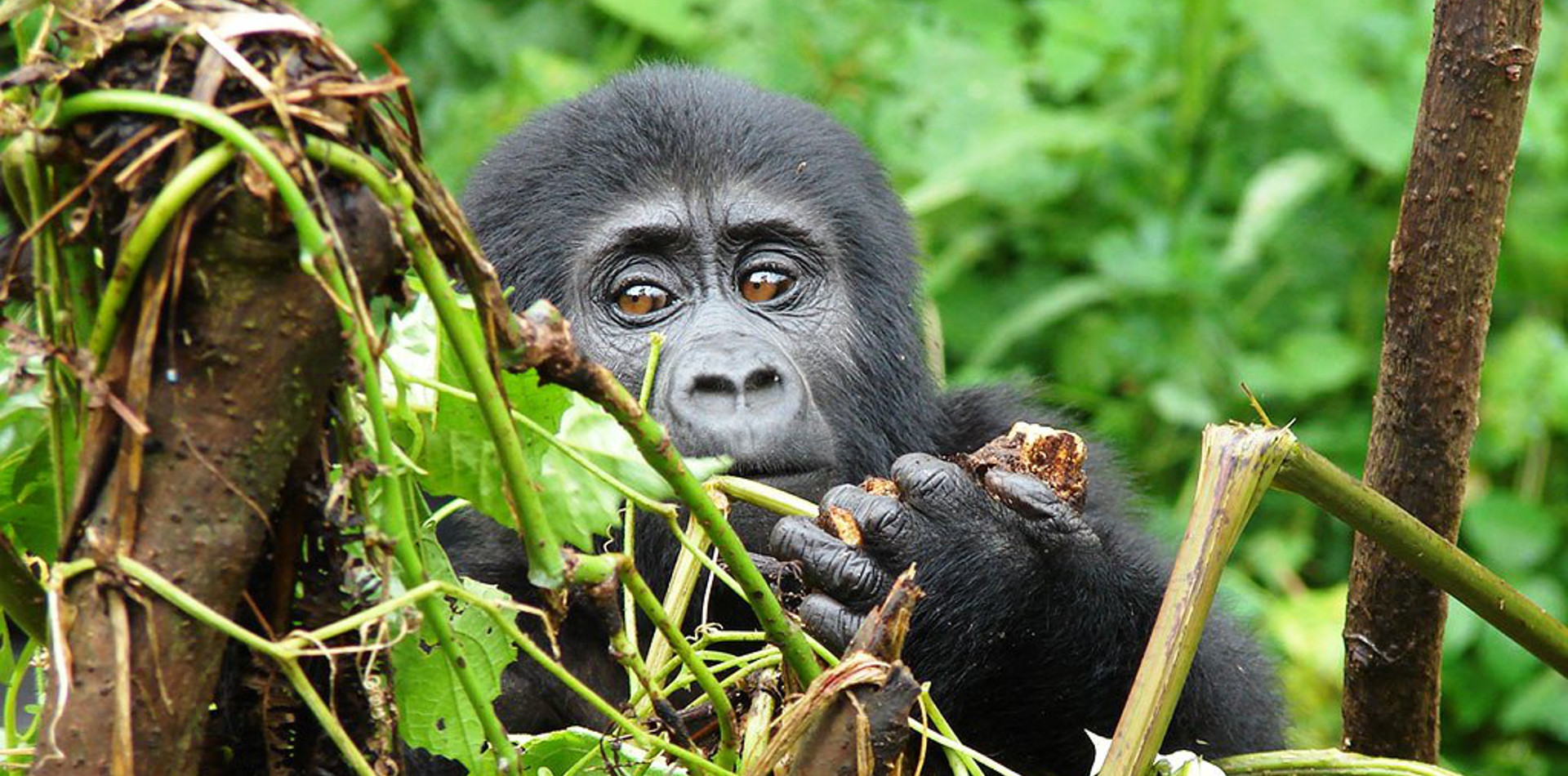Ruanda Rundreise, Gorilla Trekking Ruanda, Reiseziel Ruanda